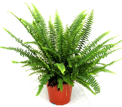 Нефролепис Грин Леди 14/50