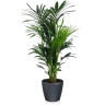 Купить Ховея в кашпо Lechuza Classico с автополивом